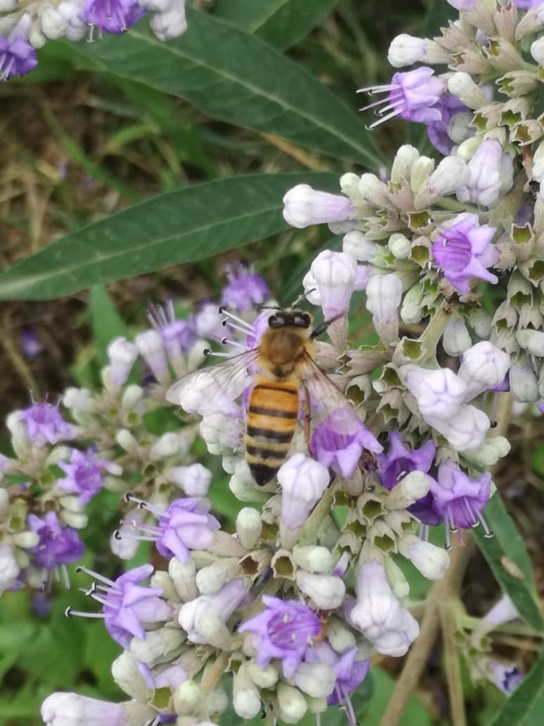 Bee experience (visita condivisa) 