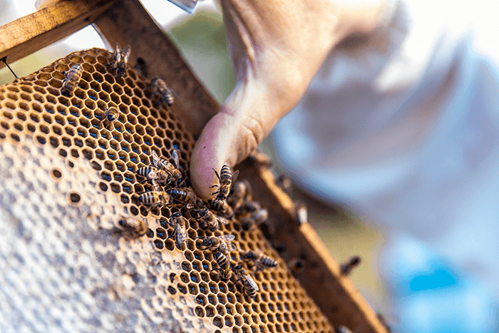 Bee experience (visita privata)